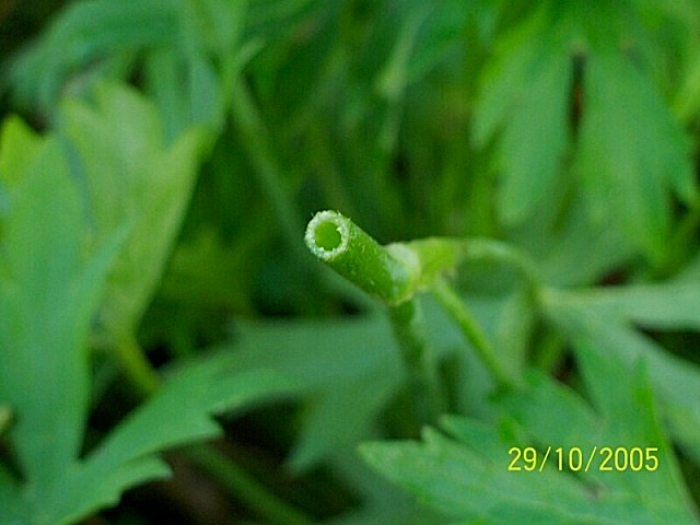 Ranunculus acris / Ranuncolo comune